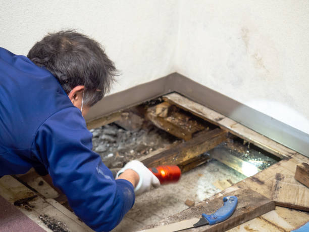Best Toxic Mold Removal  in Siesta Shores, TX
