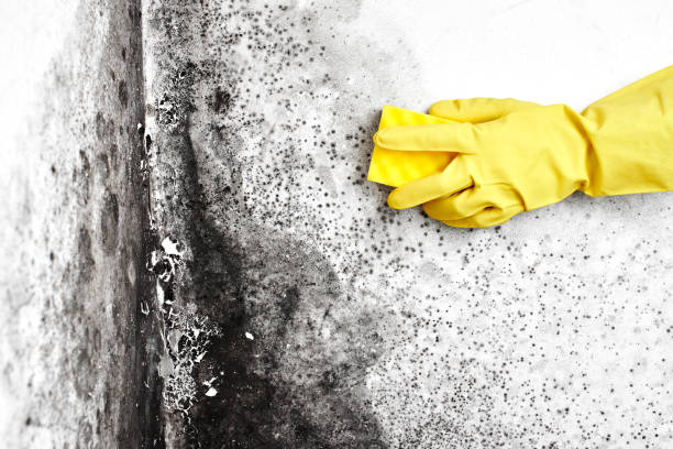 Best Crawl Space Mold Removal  in Siesta Shores, TX