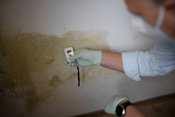 Best Certified Mold Removal  in Siesta Shores, TX