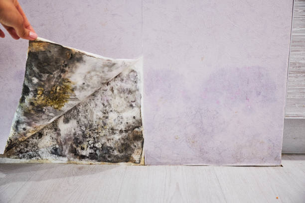 Mold Testing and Removal in Siesta Shores, TX